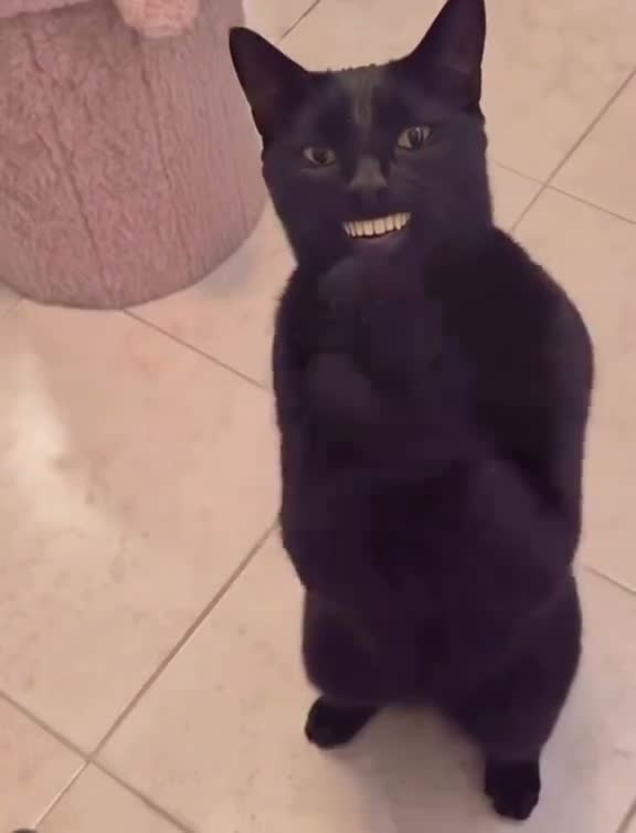 Black Cat Clapping